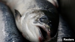 A live salmon, brought from a fish farm in the Barents Sea, is seen at a processing factory in the Arctic port of Murmansk, Russia, Aug. 3, 2017. 
