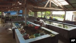 Made Partiana inspects a tank at the LINI center in Les, Bali, Indonesia, April 12, 2021.