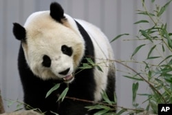 Bao Li, a male panda, eats bamboo leaves during the public debut of giant pandas at the National Zoo, Jan. 24, 2025, in Washington.