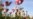 Afghanistan's Deadly Poppy Harvest on the Rise Again