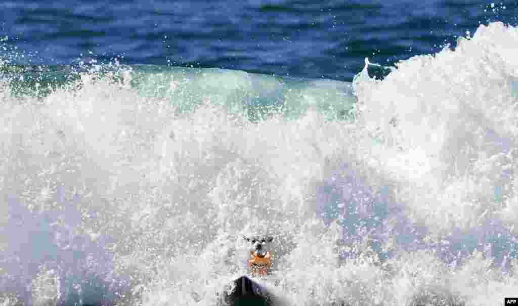 A surf dog comes out of a wave during the 10th annual Surf City Surf Dog contest in Huntington Beach, California, Sept. 29, 2018.