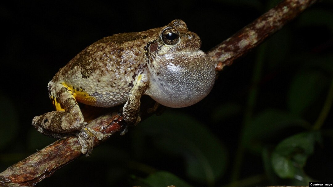 Female gray frogs prefer male multi-taskers as mates. (Geoff Gallice via Creative Commons/Flickr) 