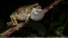 Female gray frogs prefer male multi-taskers as mates. (Geoff Gallice via Creative Commons/Flickr) 