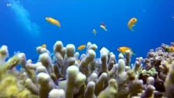Korali u Crvenom moru otporni na klimatske promene