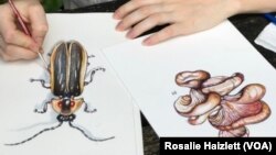 Paintings by Rosalie Haizlett, a resident artist in the Great Smokey Mountains National Park.