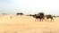 Des voyageurs à dos de chameaux à la sortie du camp de Dar Es Salam à Baga-Sola (ouest du Tchad).