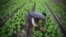 A man works at his lettuce garden in Cocody, Abidjan, Ivory Coast, May 26, 2015. 