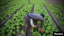 Potager urbain, Cocody, Abidjan, Côte d'Ivoire, le 26 mai 2015. 