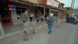 Burros Overtake Arizona Town