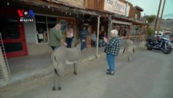 Burros Overtake Arizona Town