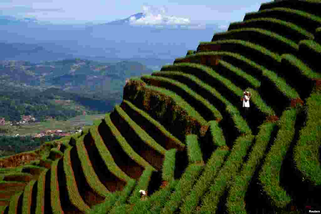 A farmer examines an onion crop on the slopes of Mount Cereme, Majalengka, West Java, Indonesia. (Photo courtesy: Antara Foto/Agvi Firdaus/ via Reuters)