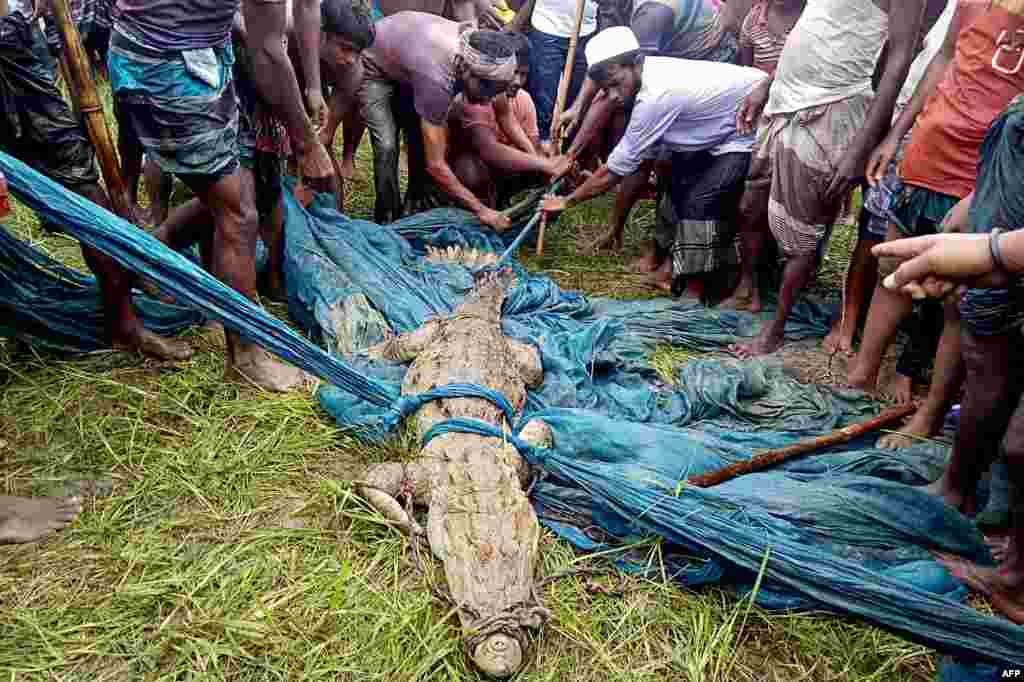 Onlookers gather as a rare fresh water crocodile is captured from a river after wildlife rangers made futile attempts to nab it for two weeks, in Faridpur, Bangladesh, Aug. 9, 2021.