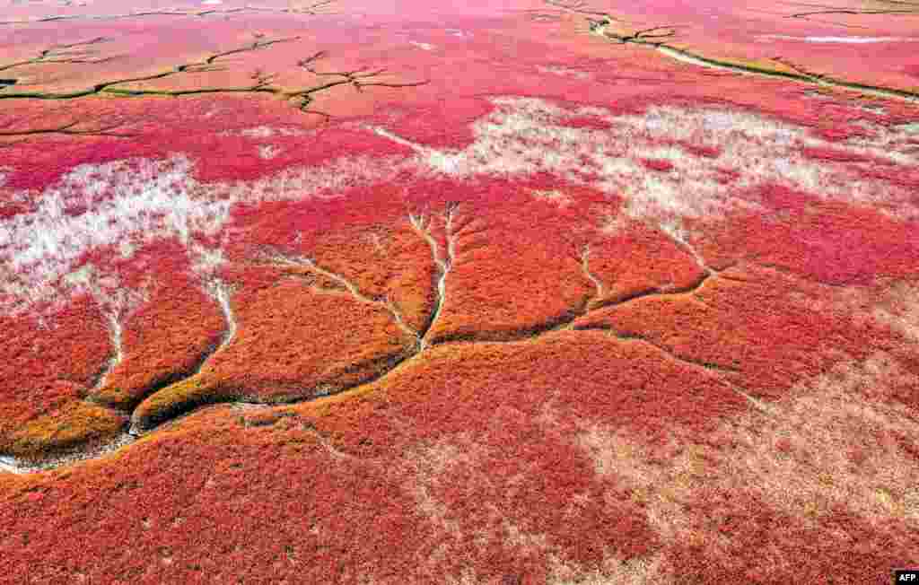 중국 랴오닝성의 판진시 해변의 바다갈대가 가을이 오면서 점차 붉은색으로 변해가고 있다. 