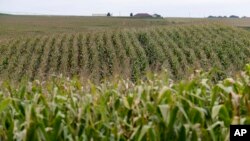 FILE - Cornfields grow in Springfield, Nebraska, Sept. 10, 2014. 