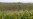 Chinese Man Pleads Guilty to Seed Corn Theft Conspiracy in Iowa