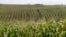 FILE - Cornfields grow in Springfield, Nebraska, Sept. 10, 2014. 