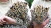Rare Amur Leopard Cubs Go On View at Zoo; No Names Yet