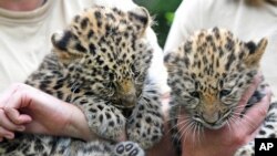 FILE - Two Amur leopard cubs are seen at the zoo in Leipzig, Germany, July 6, 2017.