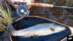 This May 6, 2020, photo, shows a wild brown trout taken on a dry fly from a Catskills river outside Roscoe, N.Y. Fishing shops in Roscoe that should be overflowing with anglers are empty, due to the coronavirus outbreak.