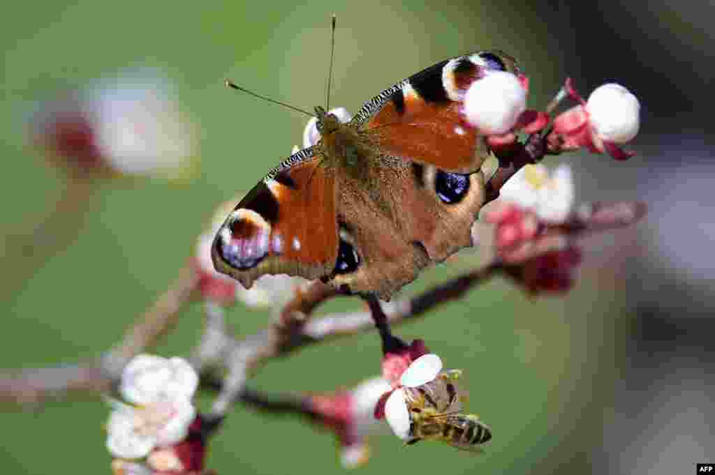 A peacock butterfly and a bee gather pollen on a blooming branch of an apricot tree, near the town of Pristina, Kosovo, March 21, 2020.