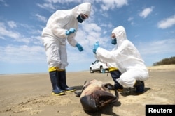 A team from the Laboratory of Ecology and Conservation of Marine Megafauna at the Federal University of Rio Grande (ECOMEGA) collects organic material from a dead porpoise in Sao Jose do Norte, in the State of Rio Grande do Sul, Brazil, November 21, 2023. (REUTERS/Diego Vara)