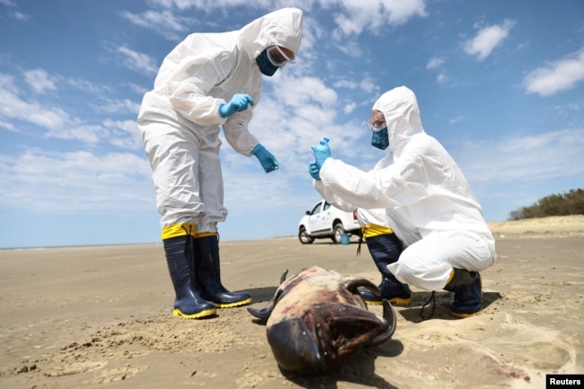 A team from the Laboratory of Ecology and Conservation of Marine Megafauna at the Federal University of Rio Grande (ECOMEGA) collects organic material from a dead porpoise in Sao Jose do Norte, in the State of Rio Grande do Sul, Brazil, November 21, 2023. (REUTERS/Diego Vara)