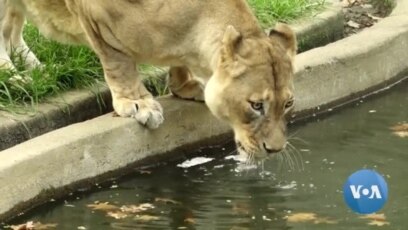 Animals in American Zoos to Get Covid Jab Amid Delta Variant Risk Animals in American Zoos to Get Covid Jab Amid Delta Variant Risk