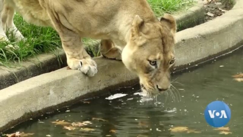 American zoos essay picture