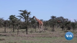 Kenyan Wildlife Conservancy Uses Sensors to Fight Poaching