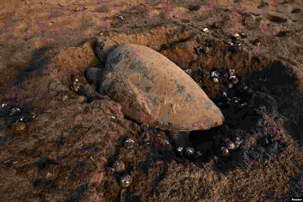 An Olive Ridley turtle lays eggs as the mass nesting of the turtles begins on Rushikulya beach in Ganjam district in the eastern state of Odisha, India.