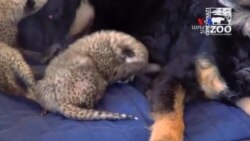 SHORT VIDEO: Շունը խնամում է 5 հեպարդների