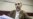 Iranian Lawyers Condemn Tehran's Jailing of Colleague, Demand Release