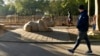 A member of the Get Healthy Walking Club walks past the rhinoceros exhibit in the morning at the Louisville Zoo in Louisville, Ky., Friday, Oct. 18, 2024. (AP Photo/Timothy D. Easley)