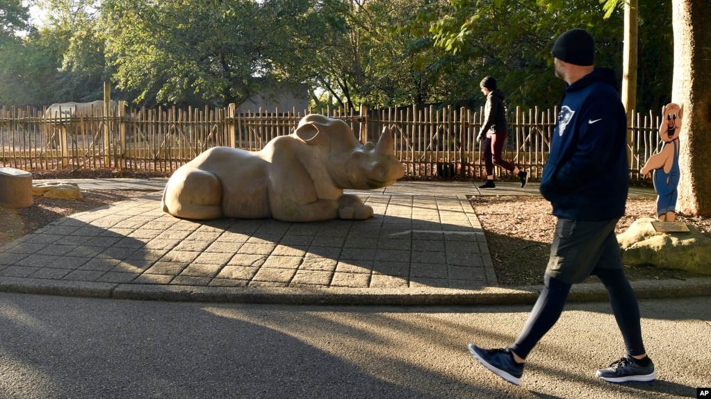 A member of the Get Healthy Walking Club walks past the rhinoceros exhibit in the morning at the Louisville Zoo in Louisville, Ky., Friday, Oct. 18, 2024. (AP Photo/Timothy D. Easley)