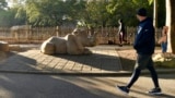 A member of the Get Healthy Walking Club walks past the rhinoceros exhibit in the morning at the Louisville Zoo in Louisville, Ky., Friday, Oct. 18, 2024. (AP Photo/Timothy D. Easley)