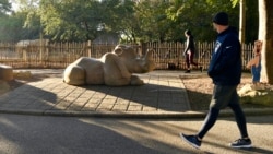 A member of the Get Healthy Walking Club walks past the rhinoceros exhibit in the morning at the Louisville Zoo in Louisville, Ky., Friday, Oct. 18, 2024. (AP Photo/Timothy D. Easley)