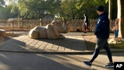 A member of the Get Healthy Walking Club walks past the rhinoceros exhibit in the morning at the Louisville Zoo in Louisville, Ky., Friday, Oct. 18, 2024. (AP Photo/Timothy D. Easley)