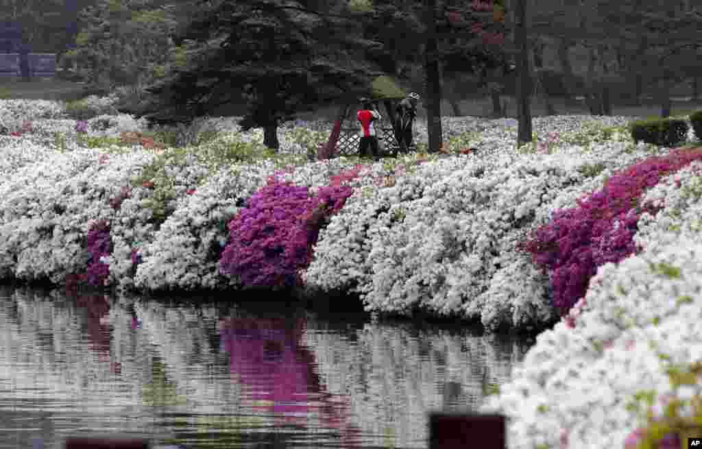 گرفتن عکس یادگاری در یک پارک زیبا با گل‌های فراوان در گویانگ، کره‌جنوبی
