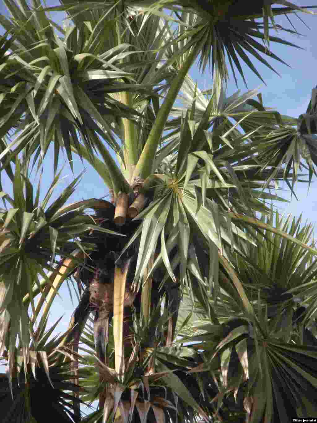 ຍອດຕານ ທີ່ມີບັ້ງໂຕ່ງເອົານໍ້າຕານ