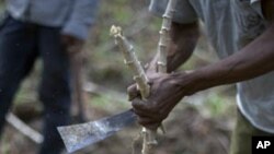 A man cuts cassava root. (file photo)