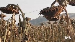 Cotkarên Enqereyî Dest bi Çandina Berhemên Payîzê Dikin