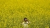 Seorang petani memeriksa bunga sawi di sebuah ladang di pinggiran kota Ajmer, India. (AFP)&nbsp;