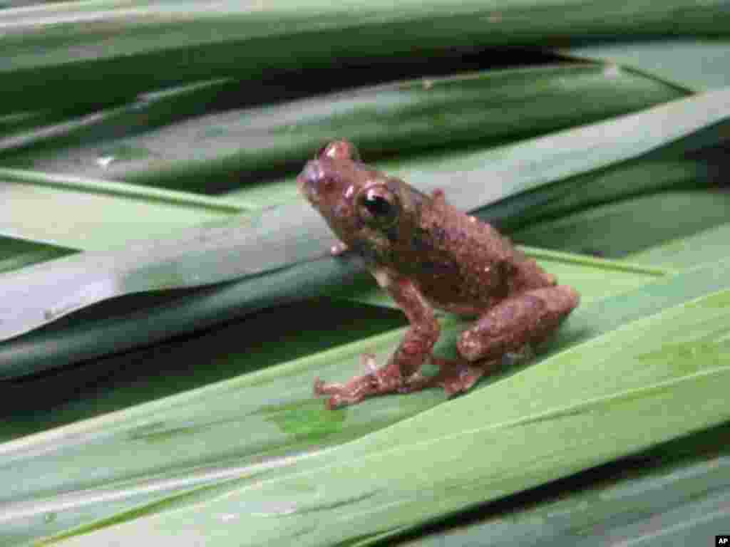 Ivory Coast scientist N'Goran Kouame rediscovered the Mt. Nimba Reed frog in a swampy field in Danipleu, a village near the Liberia border. (N'Goran Kouame)