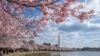 The annual explosion of cherry blossoms along the Tidal Basin frames the Washington Monument in the distance, April 5, 2018, in Washington.