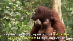 Orangutans are Deforestation Refugees