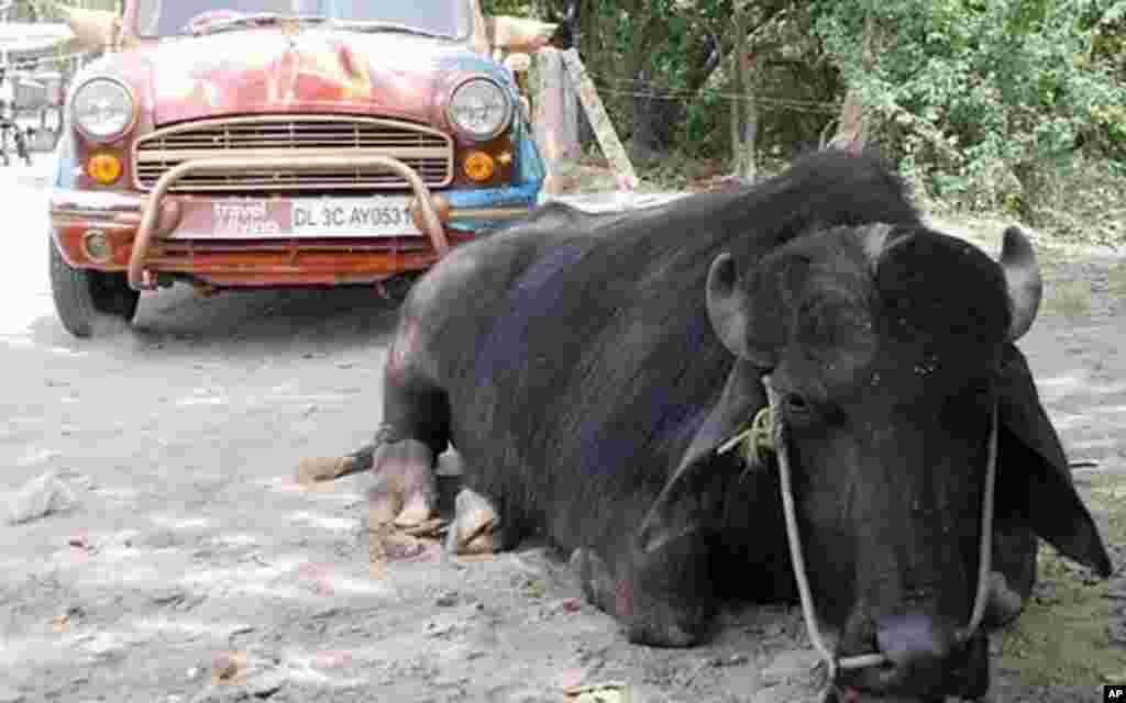 India's Classic Automobile Refuses to Disappear