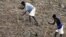 FILE - Ethiopian farmers plant seeds in Konso. A drought has created food and water shortages in the country.