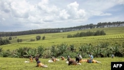 ARCHIVO - Empleados de Sasini trabajan en un campo de té en Kipkebe Tea Estate cerca de Musereita, Kenia, el 21 de octubre de 2022.