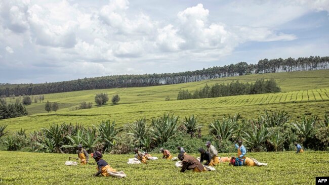 FILE - Sasini employees work in a tea field at Kipkebe Tea Estate near Musereita, Kenya on Oct. 21, 2022.