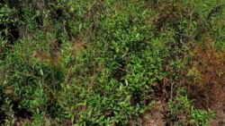 Ezamasiko: Sixoxa Ngezithelo Zeganga